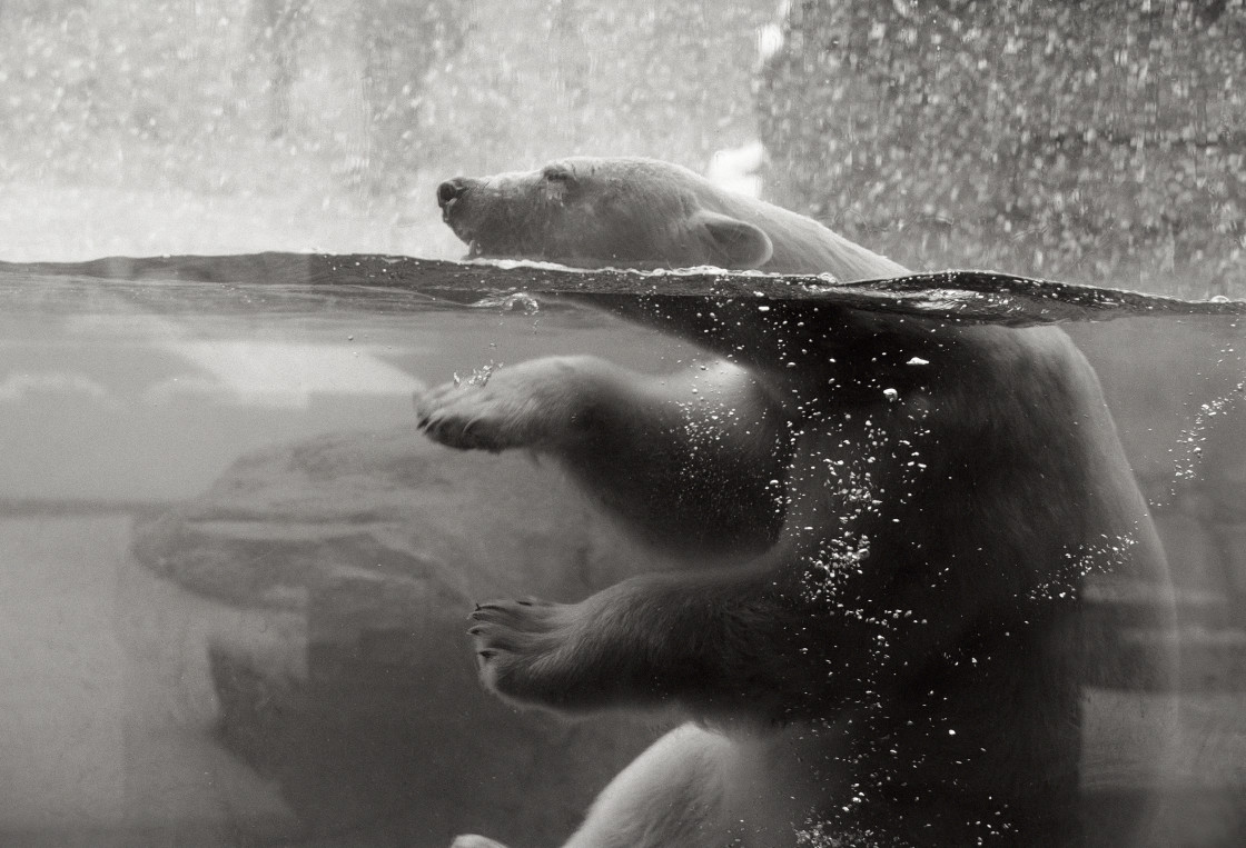 "Polar bear underwater" stock image