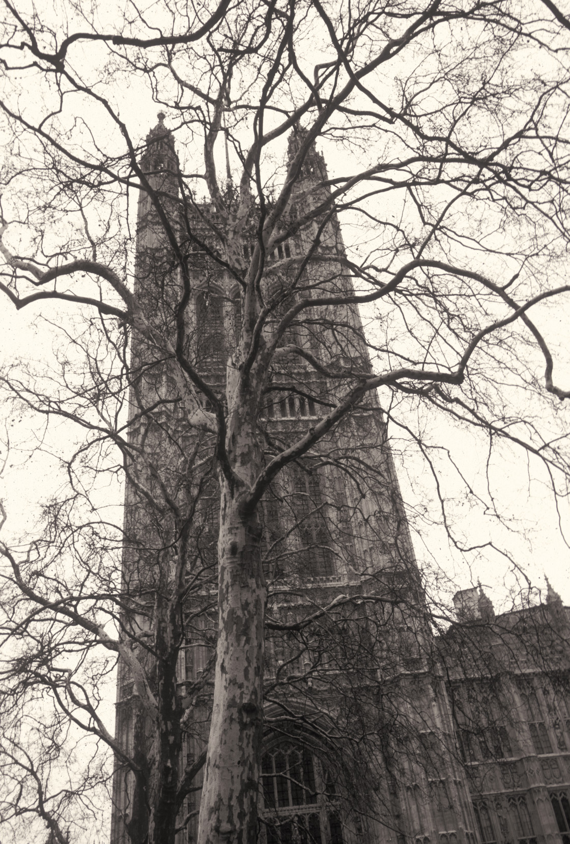 "Tree in front of Westminster Abbey, London-8468" stock image