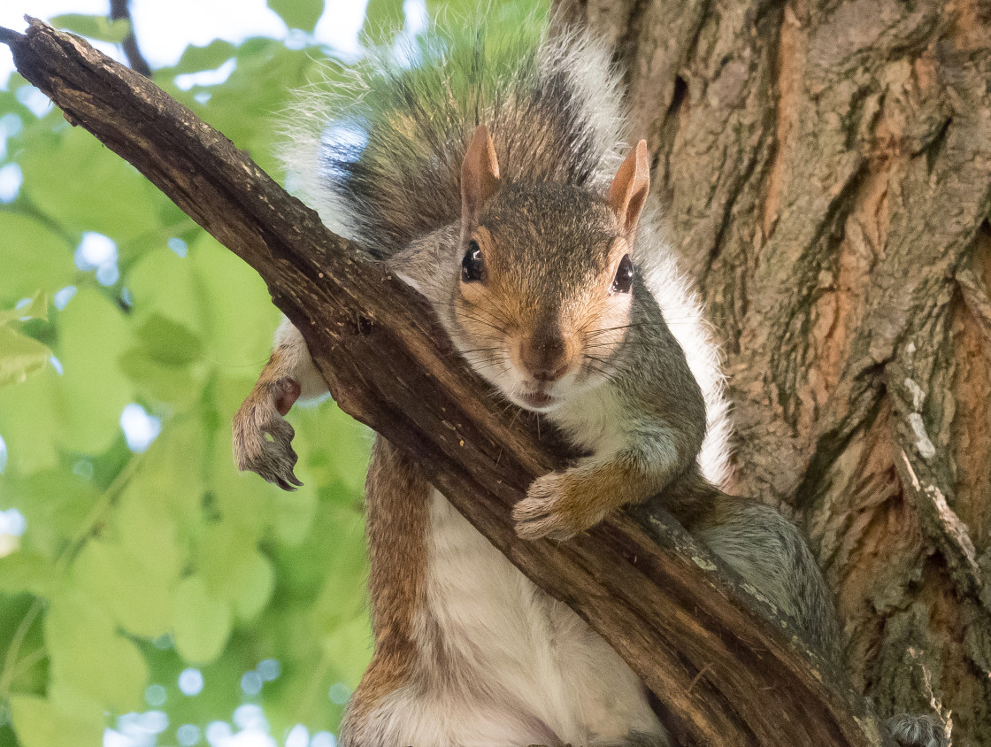 "Squirrel Attitude" stock image