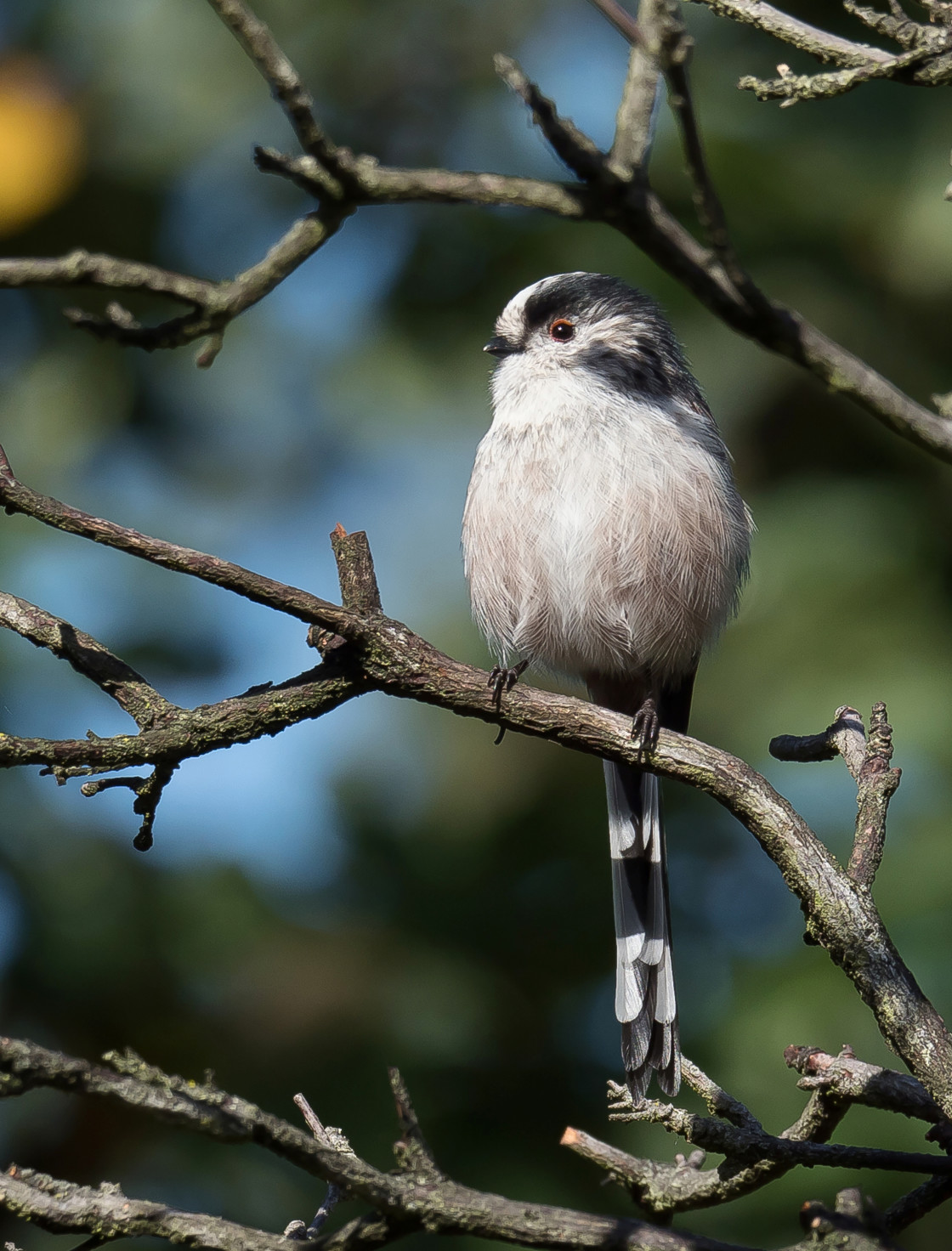 "Long Tailed Tit" stock image