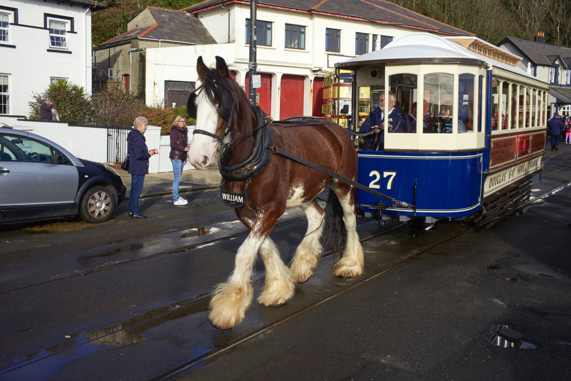 "Tram horse William pulling tram number 27" stock image