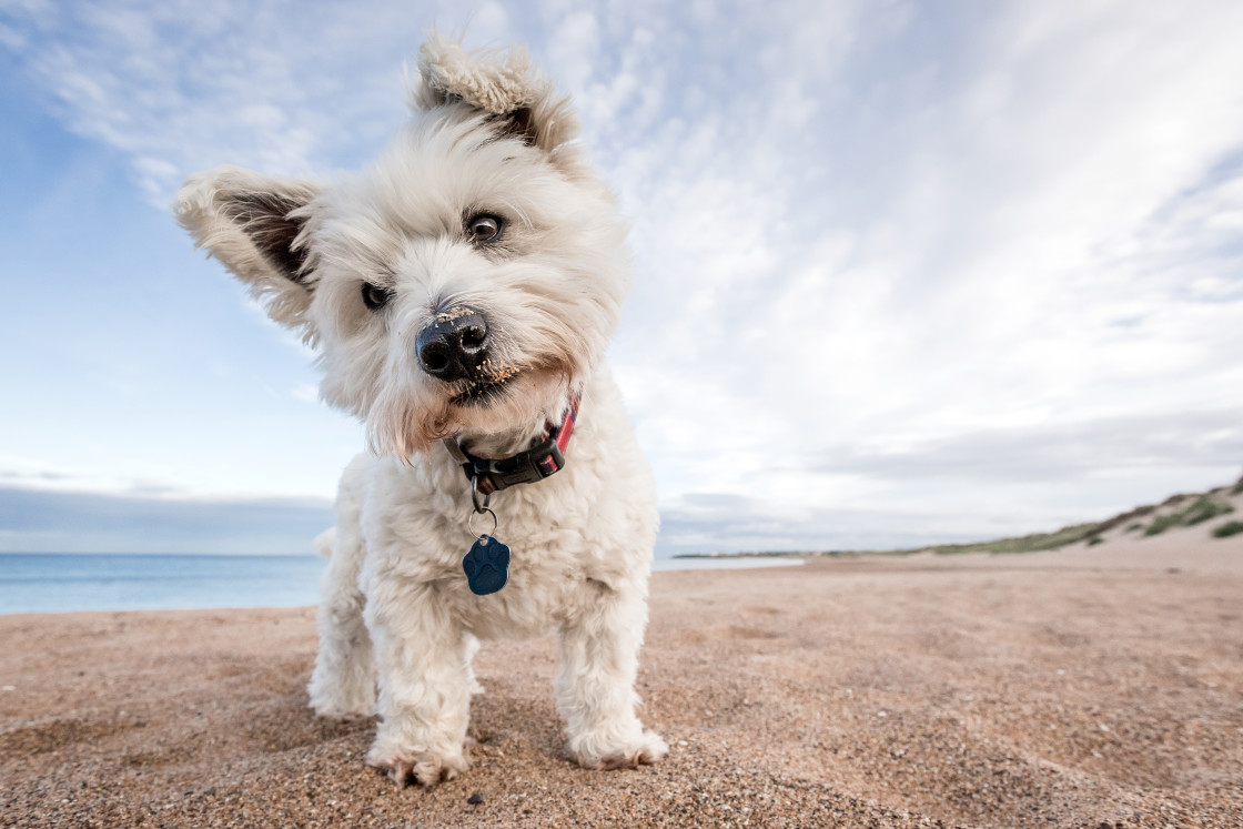 "Baxter" by Tom Lowe - $37.27 "Baxter" stock image