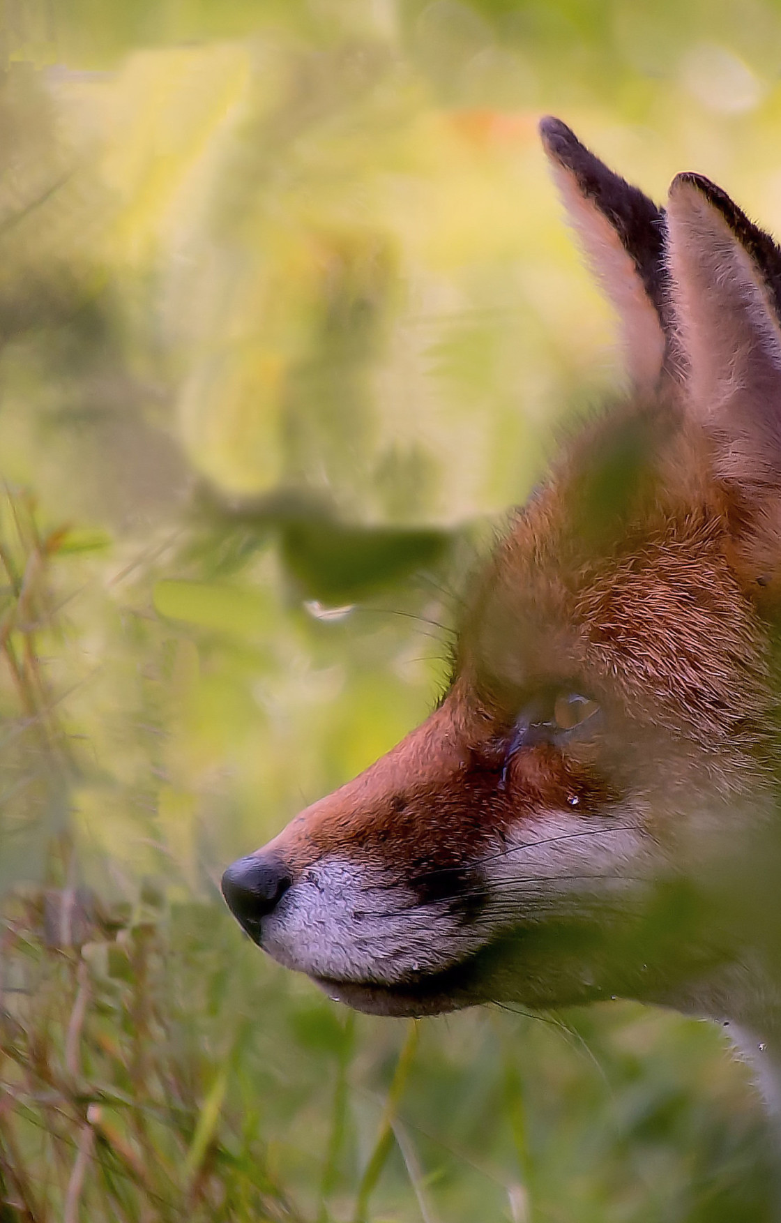 "Fox Face" stock image