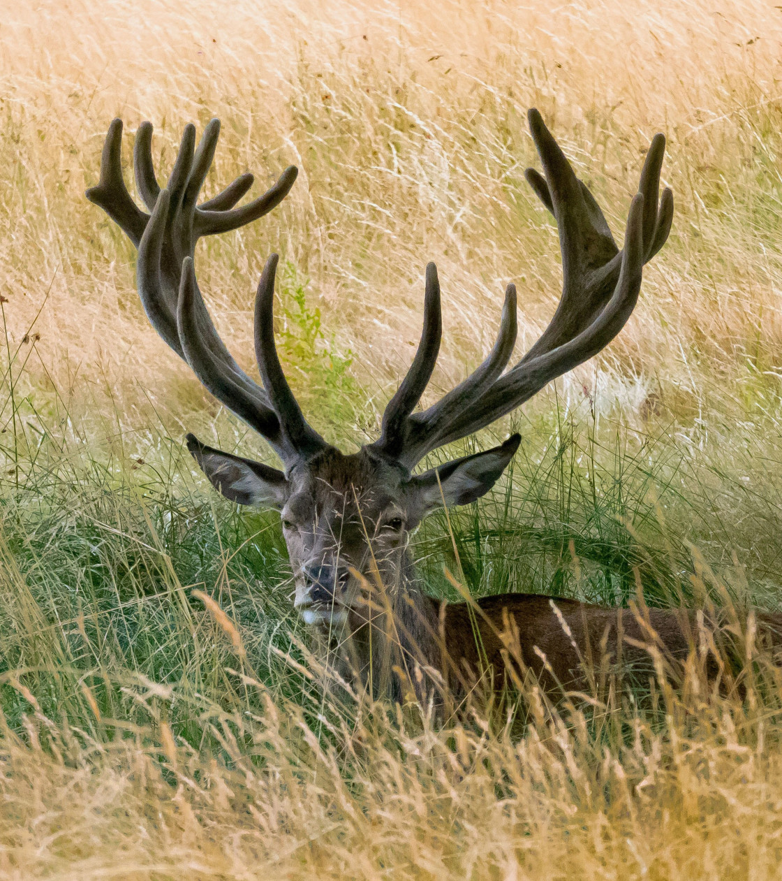 "Red Deer Stag Portrait" stock image