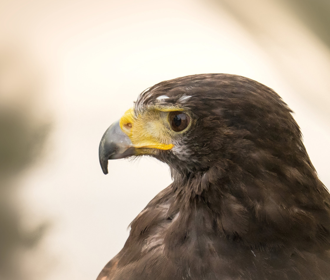 "Harrier Hawk Portrait" stock image