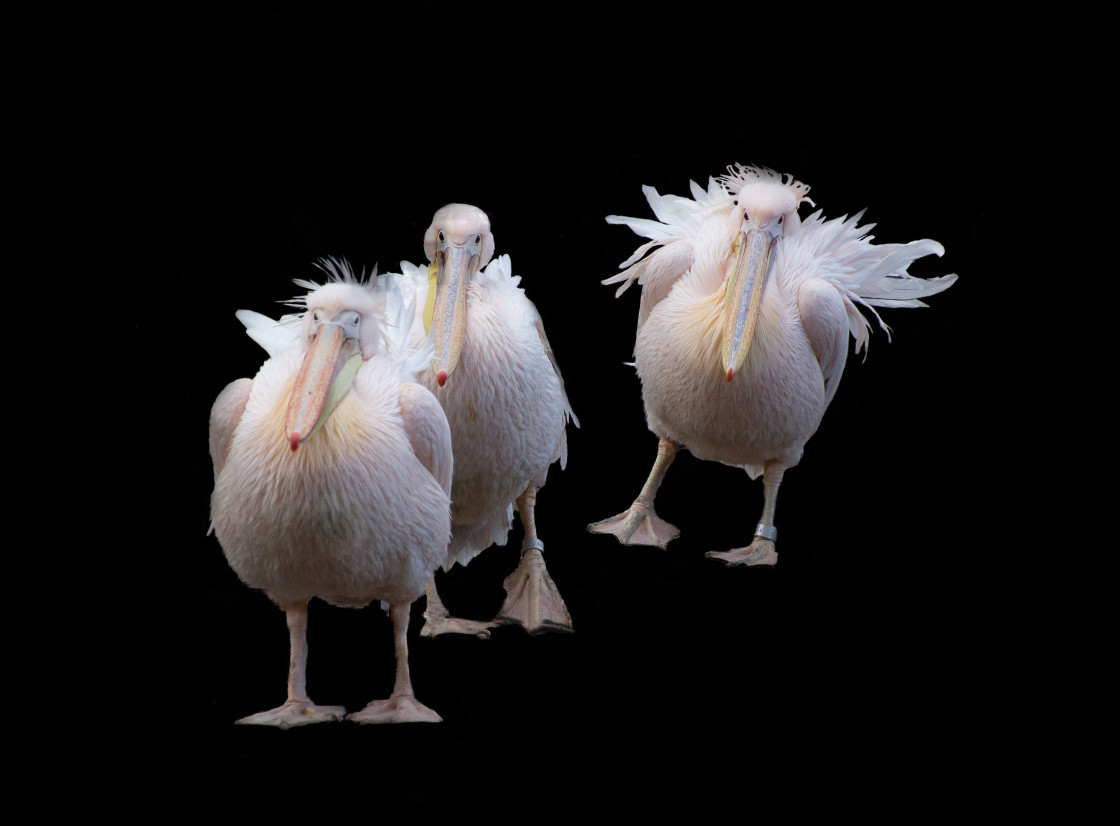 "The Pelican March" stock image