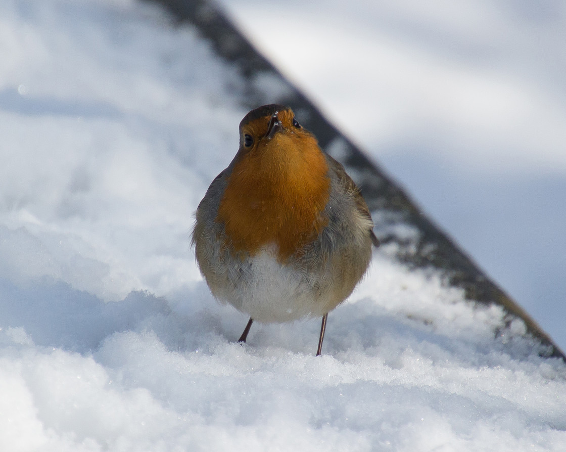 "Robin In The Snow" stock image