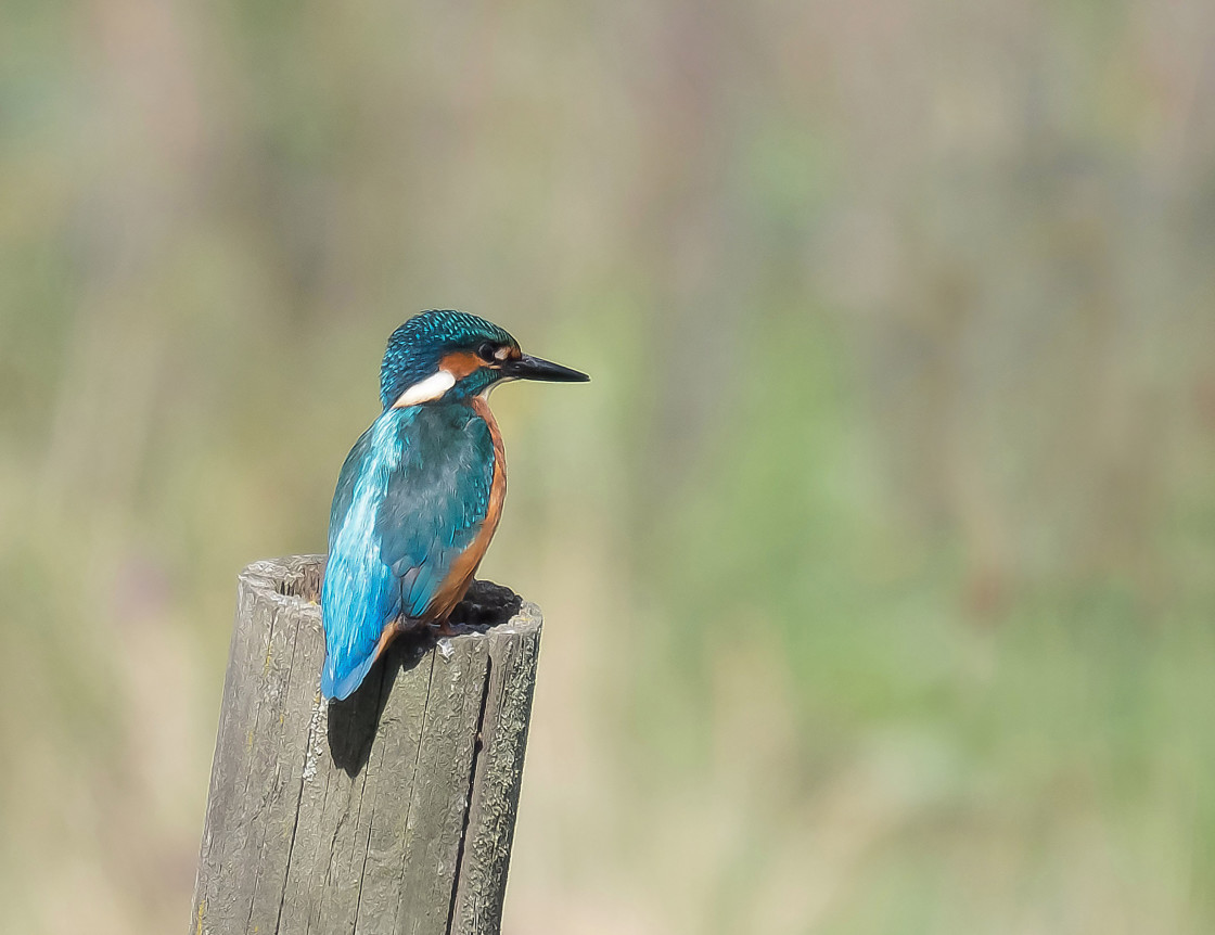 "Kingfisher" stock image