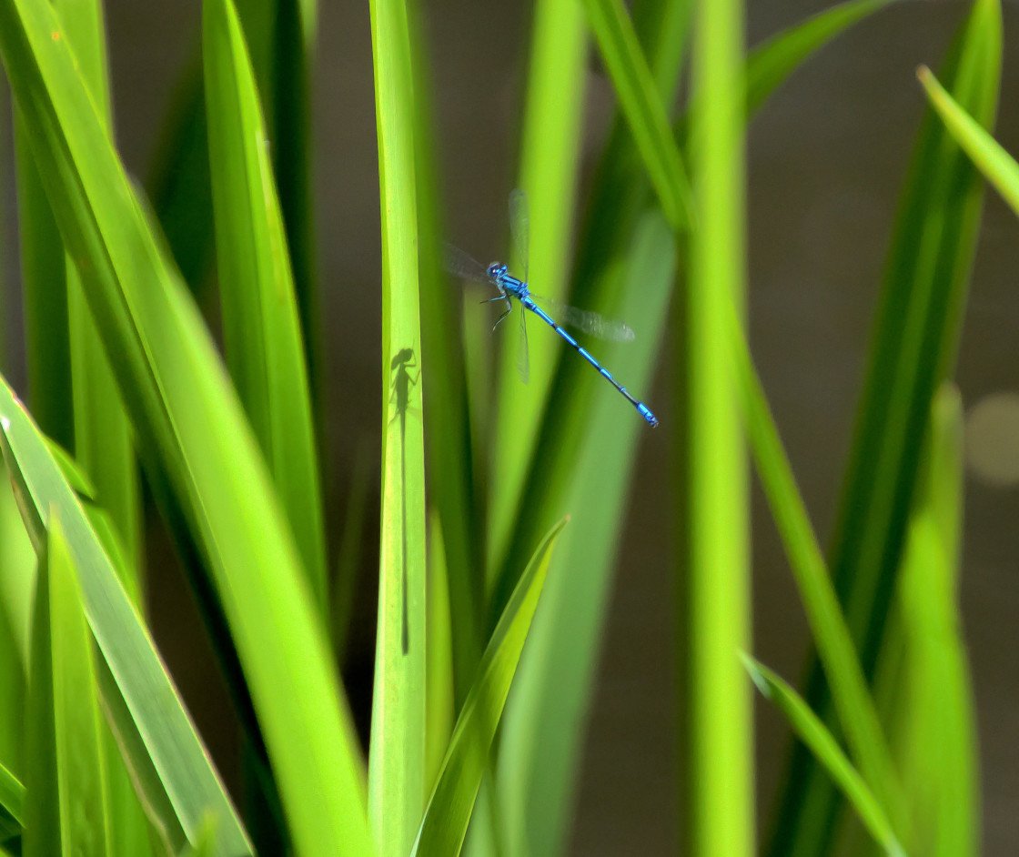 "Damselfly Shadow" stock image