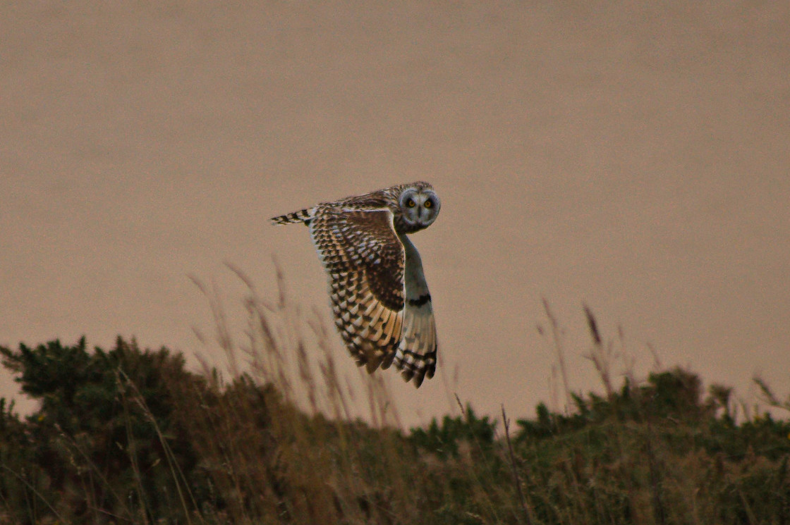 "Short eared owl." stock image