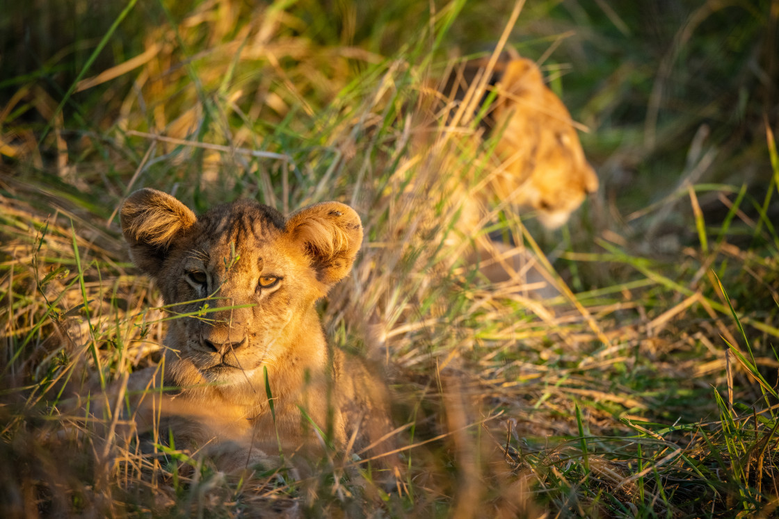 "Lion Cub, South Luangwa, Zambia" stock image