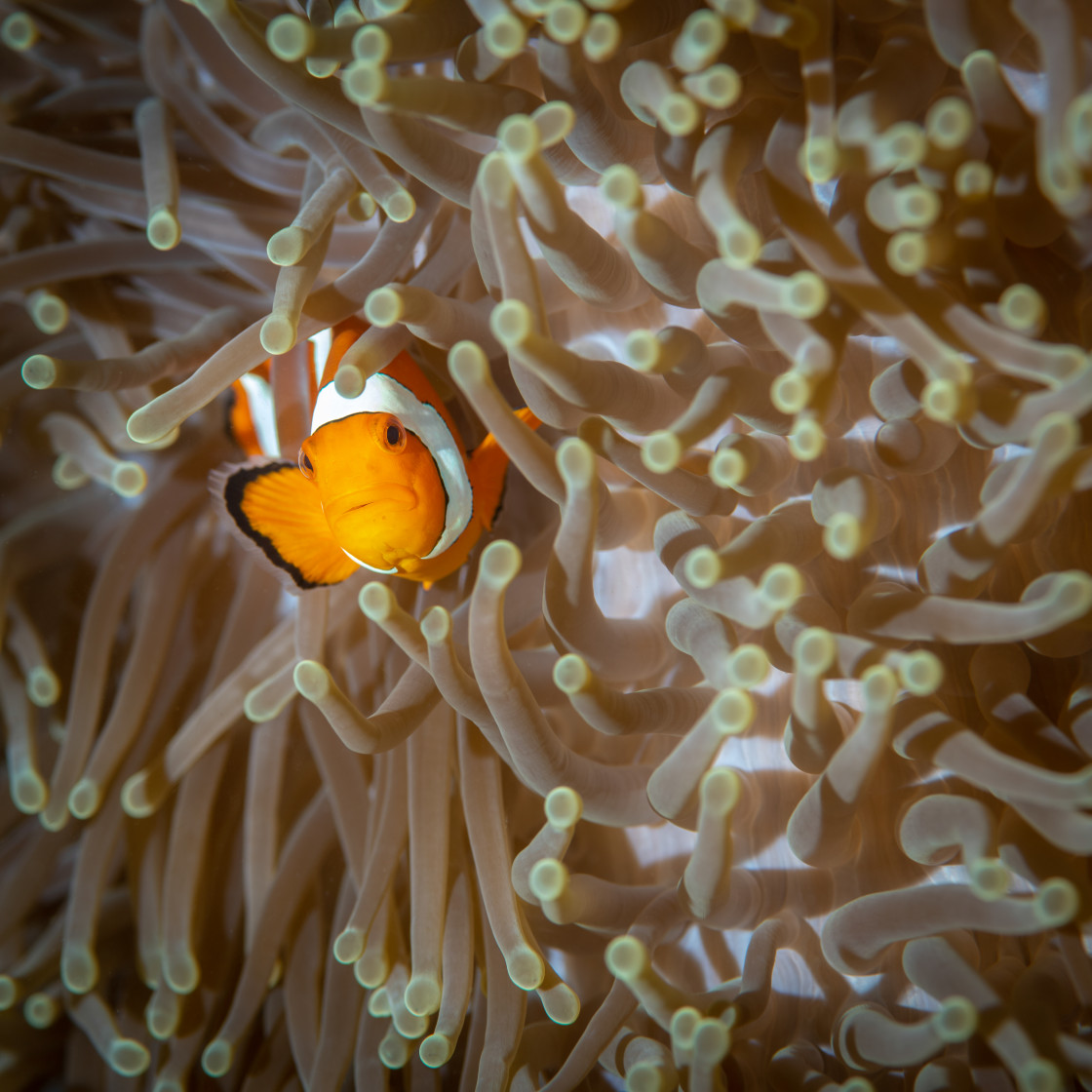 "Clown fish, Raja Ampat, Indonesia" stock image