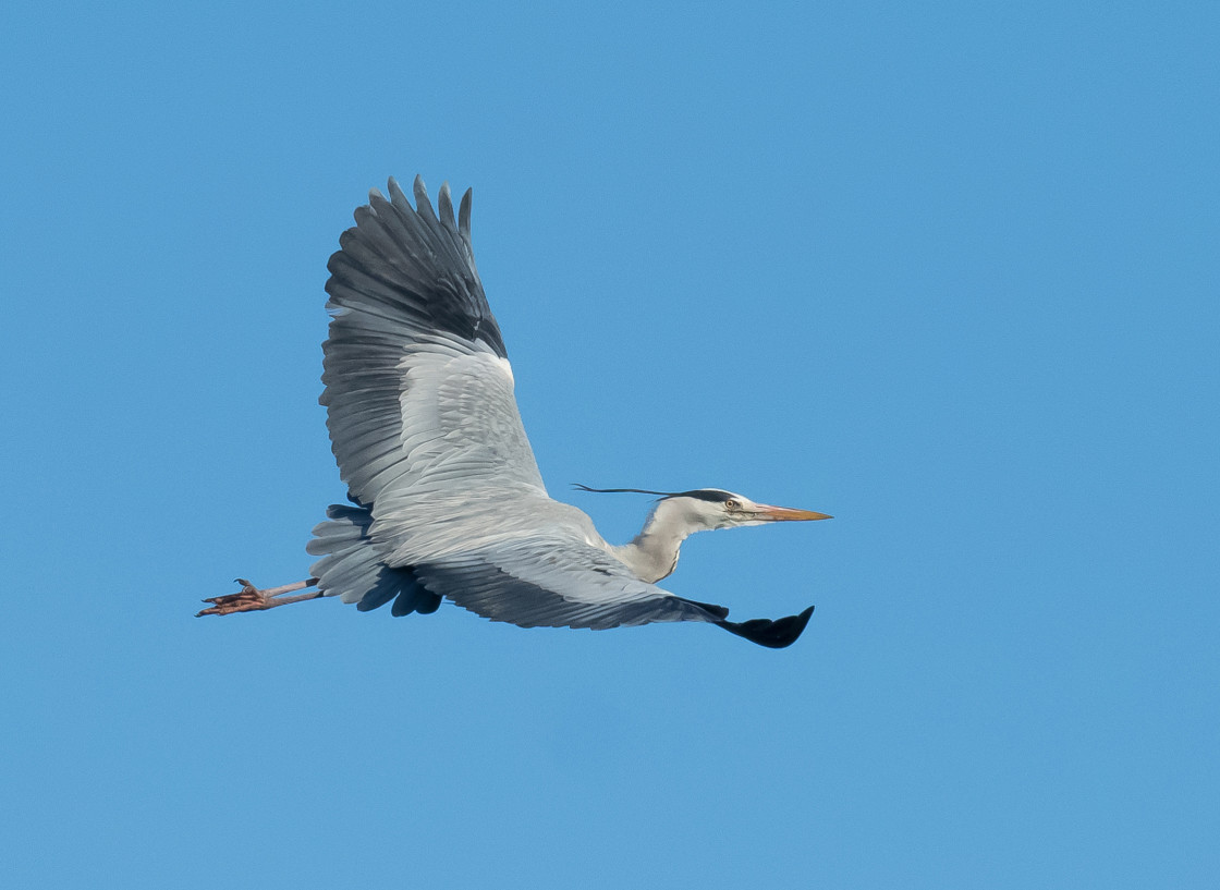 "Grey Heron Flight" stock image