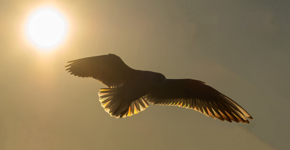 "Sunset Gull" stock image