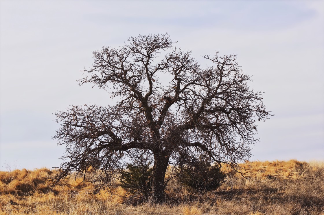 "Ancient Roots" stock image