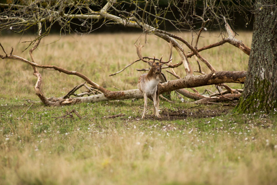 "Fallow Deer Stag" stock image