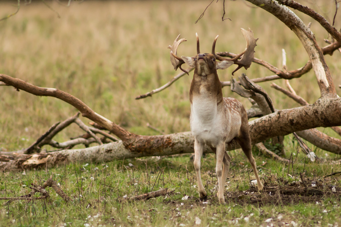 "Fallow Deer Stag" stock image