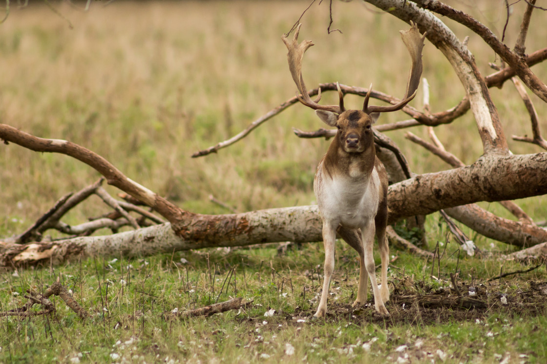 "Fallow Deer Stag" stock image