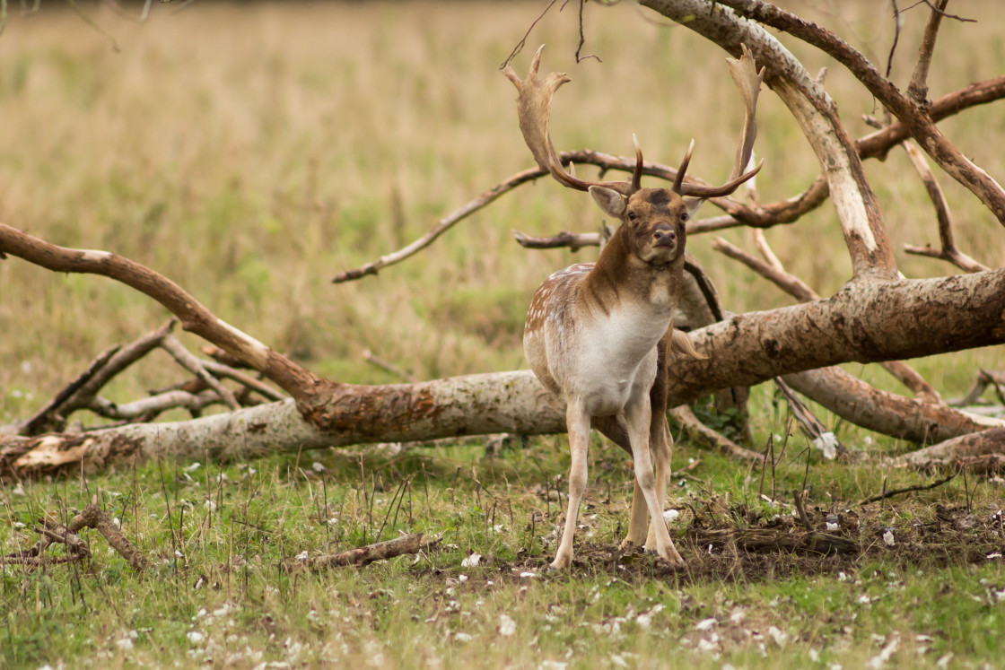 "Fallow Deer Stag" stock image