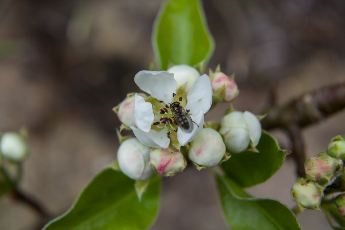 "Pear Blossom and Hoverfly" stock image