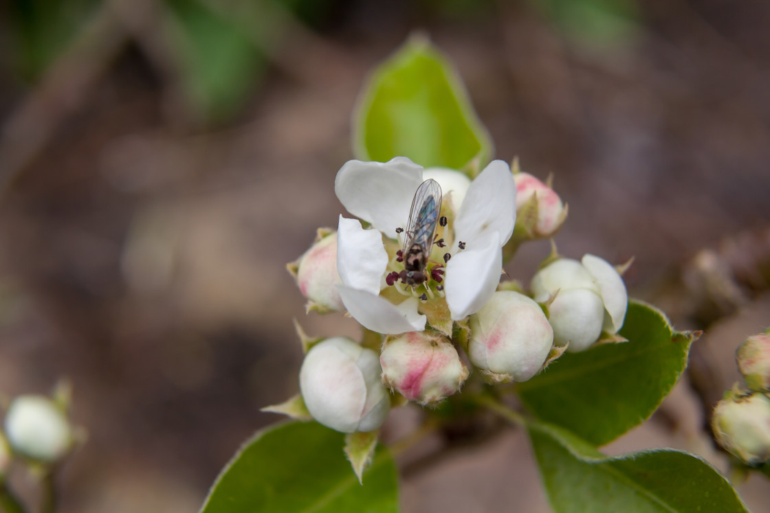 "Pear Blossom and Hoverfly" stock image