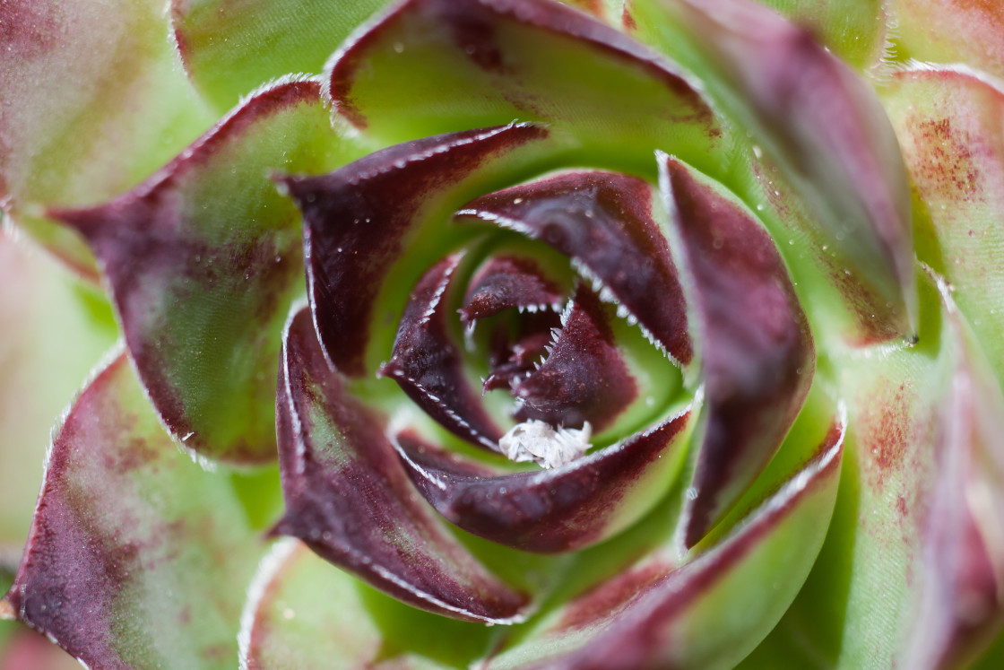 "Common houseleek (Sempervivum tectorum)" by Gordon England - $12.14 "Common houseleek (Sempervivum tectorum)" stock image