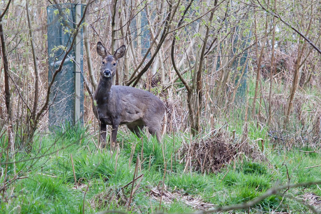 "Roe Deer Doe" stock image