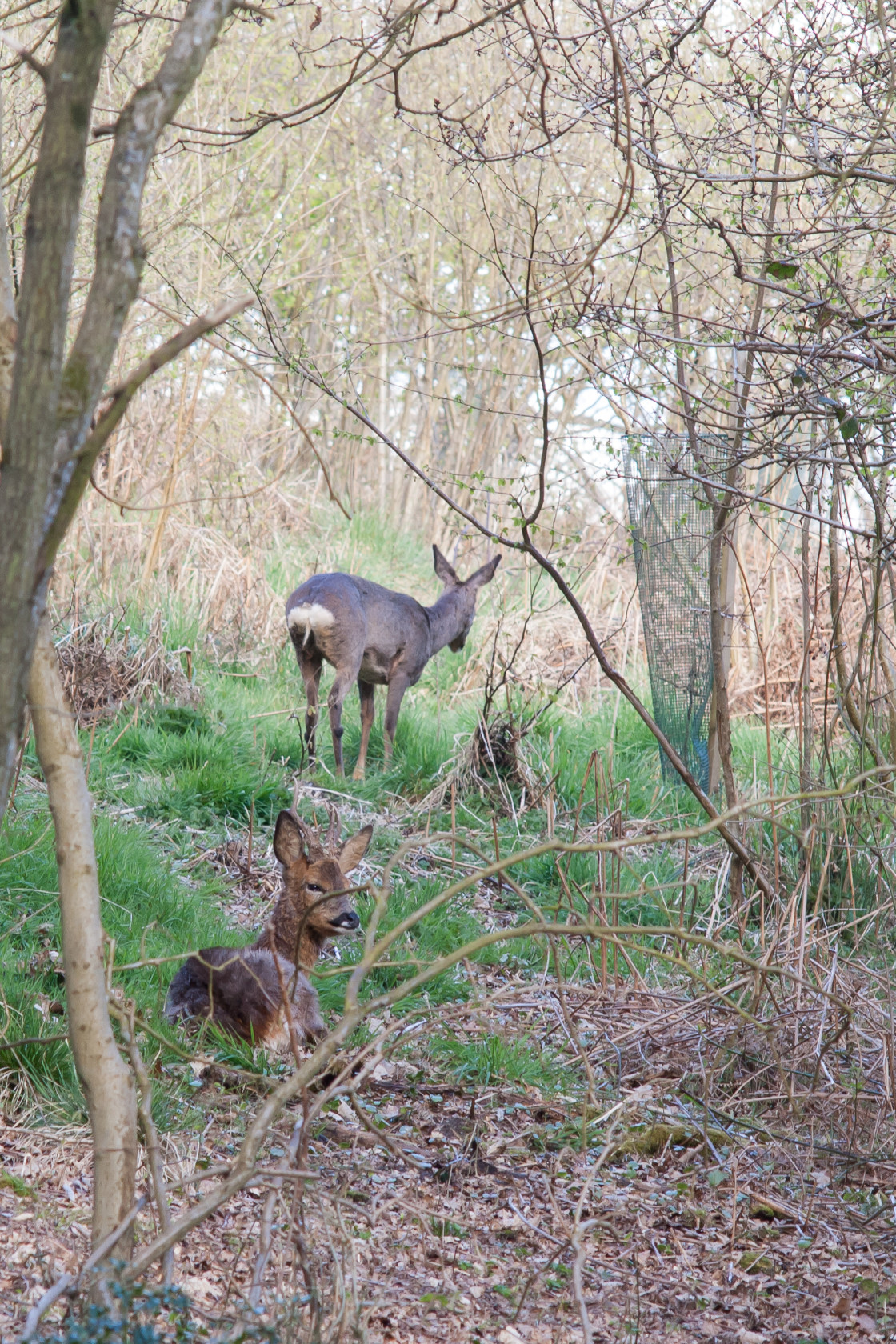 "Roe Deer" stock image