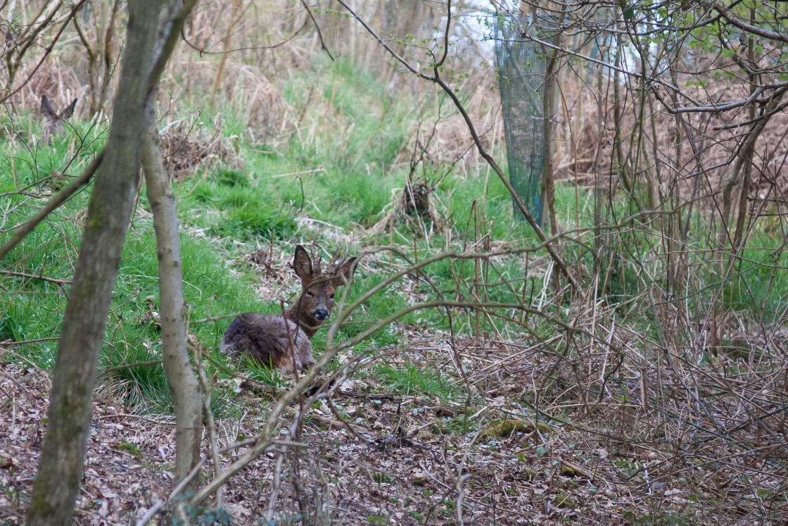 "Roe Deer Stag" stock image