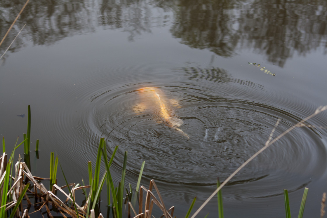 "Large Wild Koi Carp" by Gordon England - $12.09 "Large Wild Koi Carp" stock image
