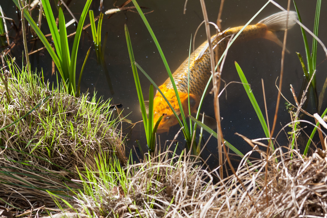 "Wild Koi Carp" by Gordon England - $12.24 "Wild Koi Carp" stock image