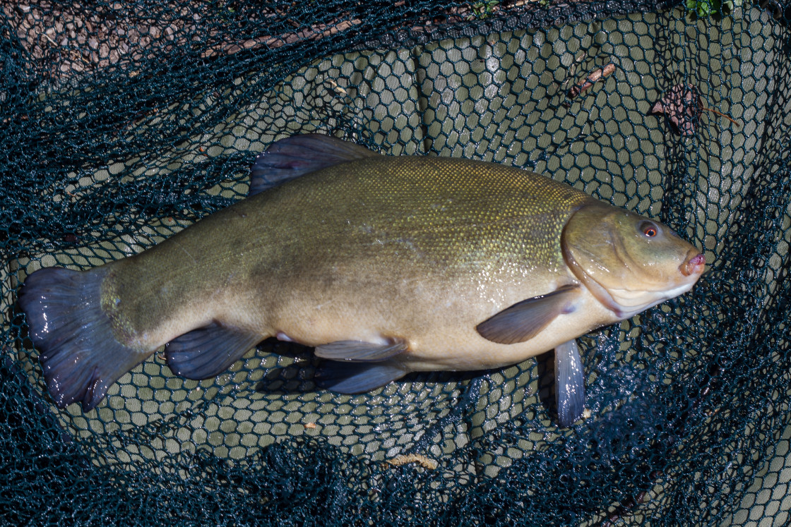 "Tench (Tica tinca)" by Gordon England - $12.12 "Tench (Tica tinca)" stock image
