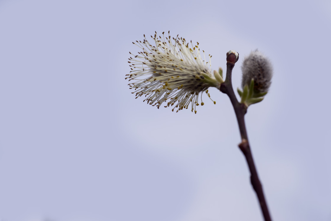 "Pussy Willow Catkin" by Gordon England - $12.14 "Pussy Willow Catkin" stock image