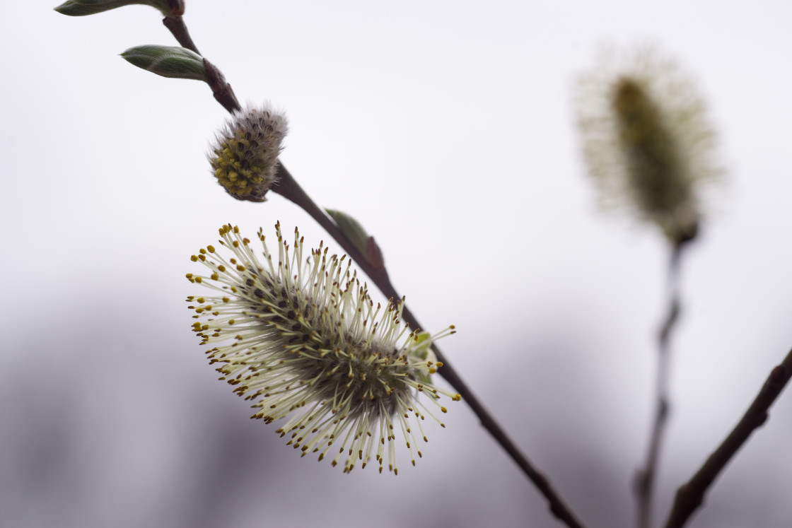 "Pussy Willow Catkin" by Gordon England - $12.14 "Pussy Willow Catkin" stock image