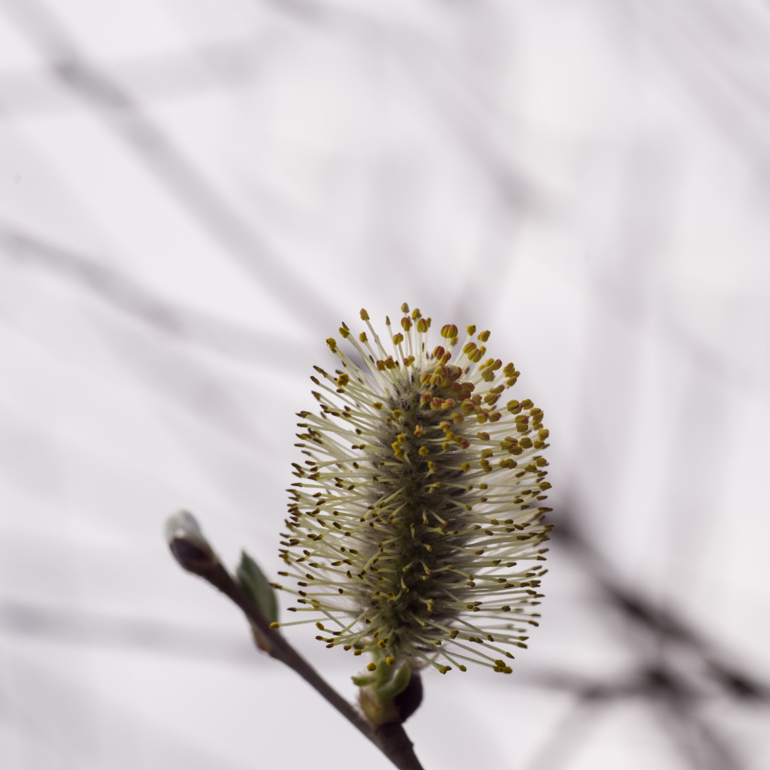 "Great Sallow Catkin Flower" by Gordon England - $12.20 "Great Sallow Catkin Flower" stock image