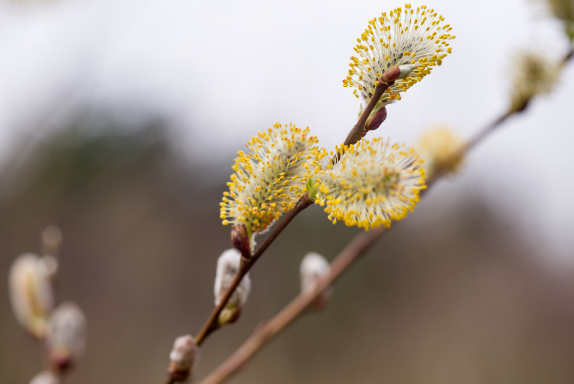 "Salix caprea Catkin Flower" stock image