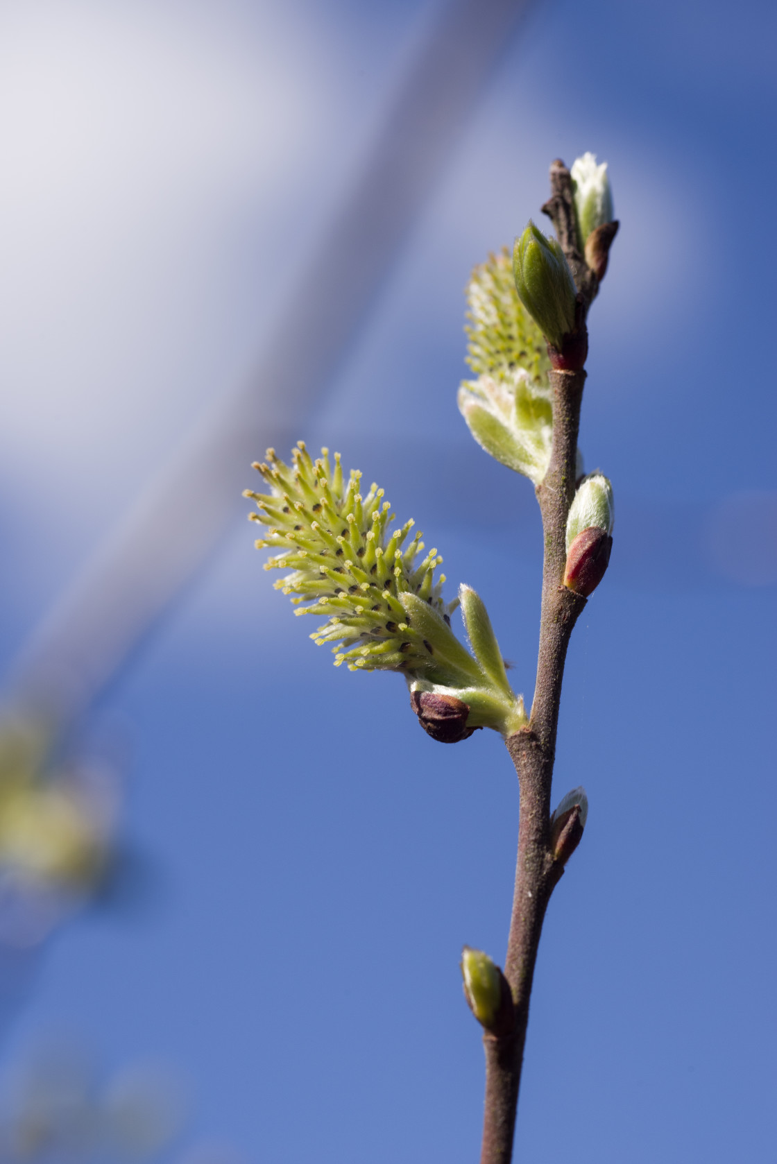 "Goat willow Catkins" by Gordon England - $12.12 "Goat willow Catkins" stock image