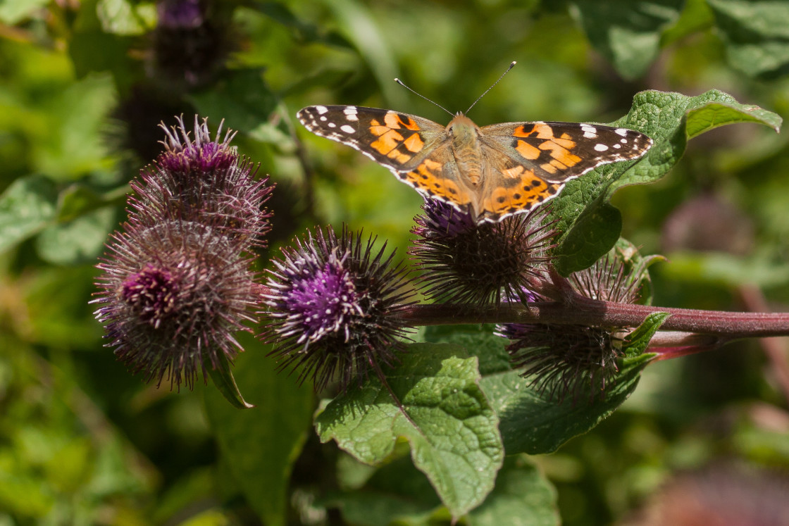 "Butterfly on Burdock Flower" by Gordon England - $12.20 "Butterfly on Burdock Flower" stock image