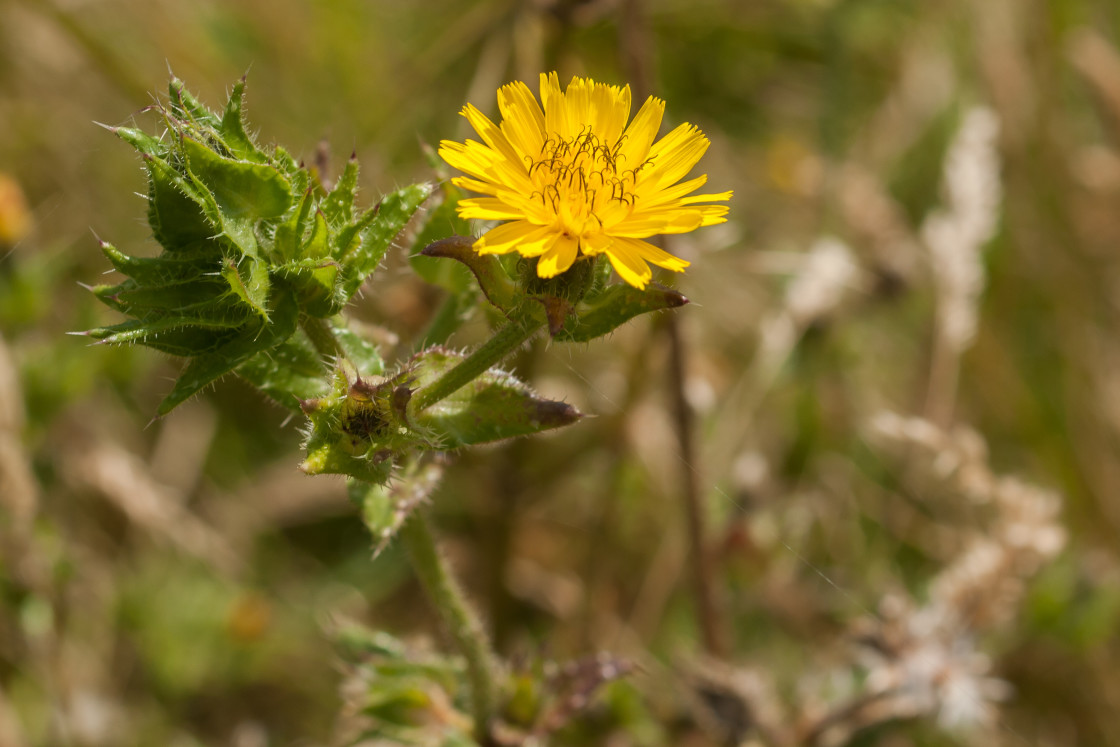 "Bristly Oxtongue (Helminthotheca echioides)" by Gordon England - $12.24 "Bristly Oxtongue (Helminthotheca echioides)" stock image