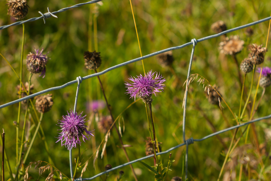 "Greater Knapweed (Centaurea scabiosa)" by Gordon England - $12.07 "Greater Knapweed (Centaurea scabiosa)" stock image