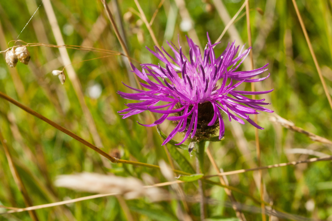 "Common Knapweed (Centaurea nigra)" by Gordon England - $12.12 "Common Knapweed (Centaurea nigra)" stock image