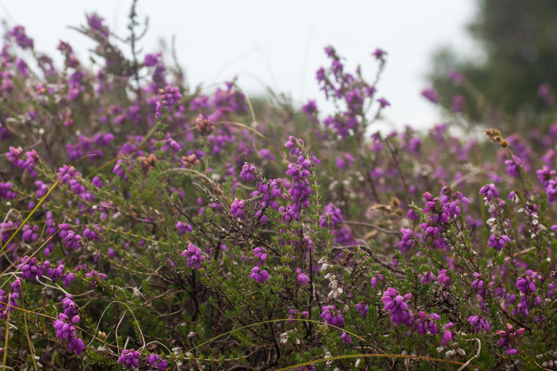 "Bell Heather (Erica cinerea)" by Gordon England - $12.07 "Bell Heather (Erica cinerea)" stock image