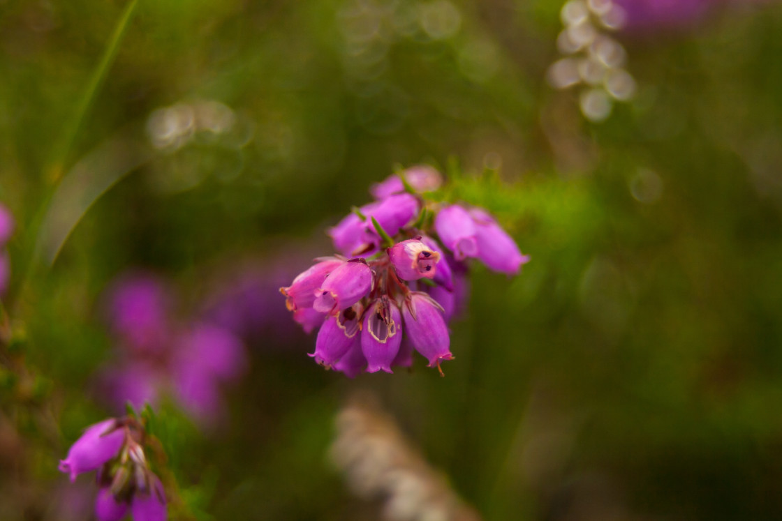 "Bell Heather (Erica cinerea)" by Gordon England - $12.09 "Bell Heather (Erica cinerea)" stock image