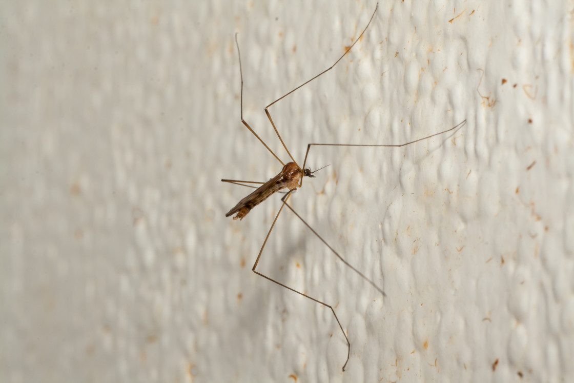 "Tiny Cranefly (Trichocera sp.)" by Gordon England - $12.24 "Tiny Cranefly (Trichocera sp.)" stock image