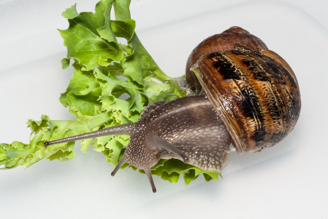 "Brown Garden Snail" by Gordon England - $12.12 "Brown Garden Snail" stock image