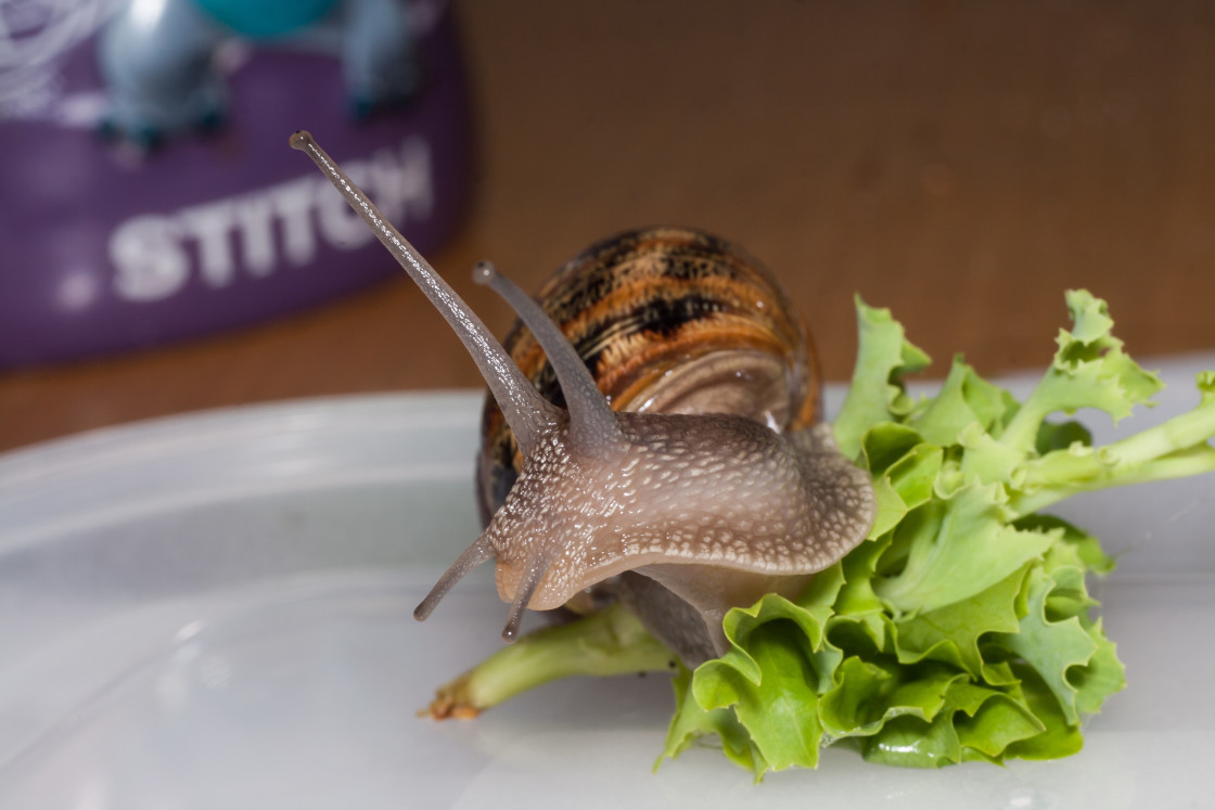 "Brown Garden Snail" by Gordon England - $12.09 "Brown Garden Snail" stock image