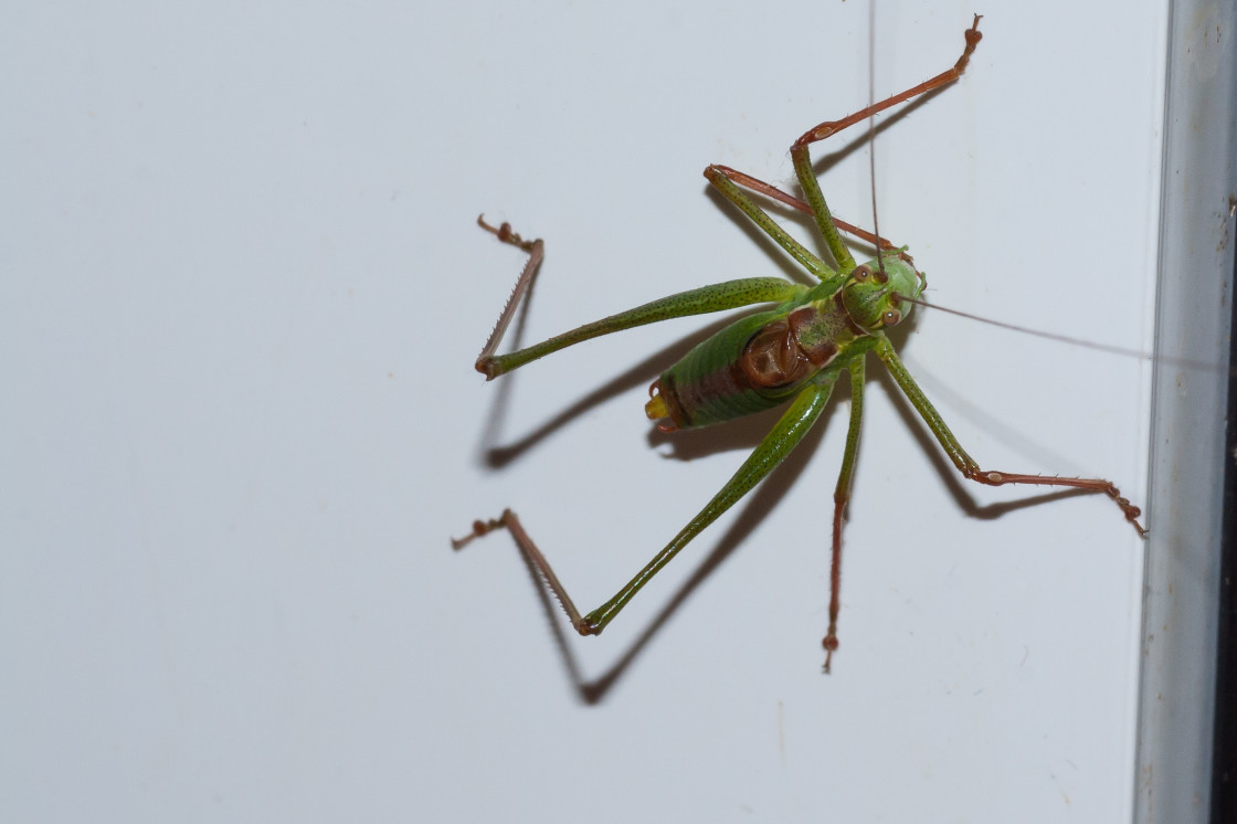 "Speckled bush cricket - Leptophyes punctatissima" by Gordon England - $12.20 "Speckled bush cricket - Leptophyes punctatissima" stock image