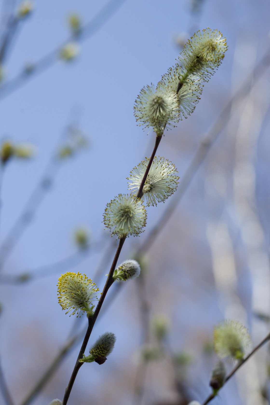 "Pussy Willow Catkins" by Gordon England - $12.24 "Pussy Willow Catkins" stock image