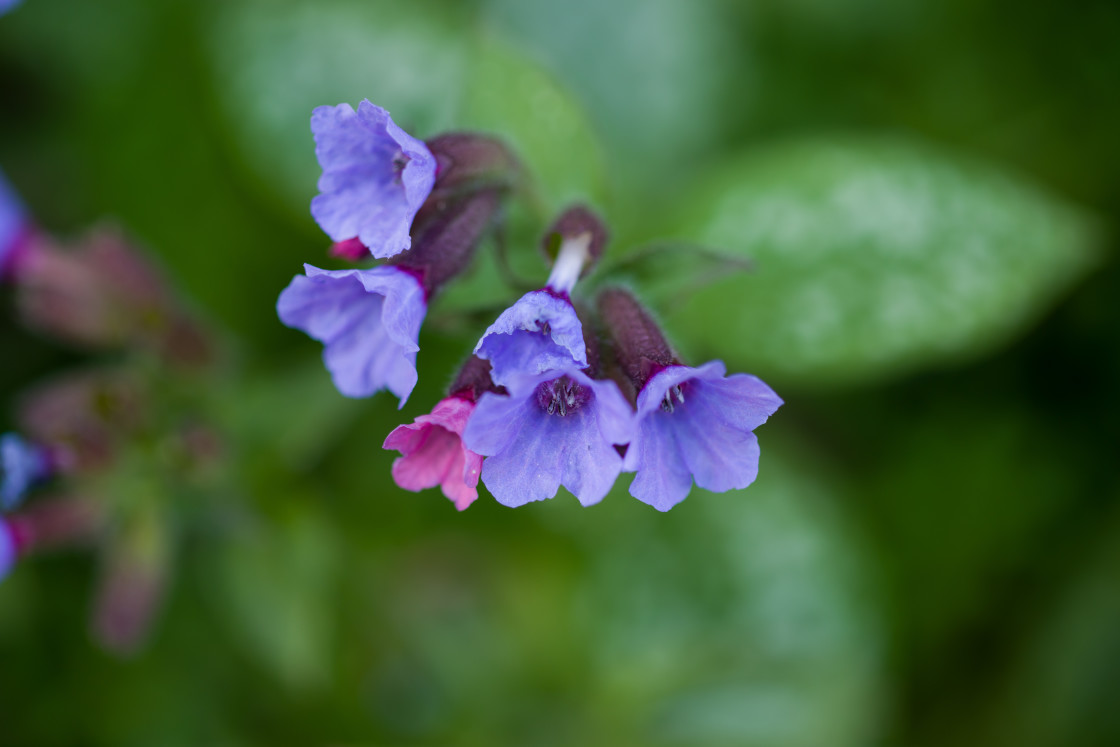 "Lungwort Flowers" by Gordon England - $12.24 "Lungwort Flowers" stock image