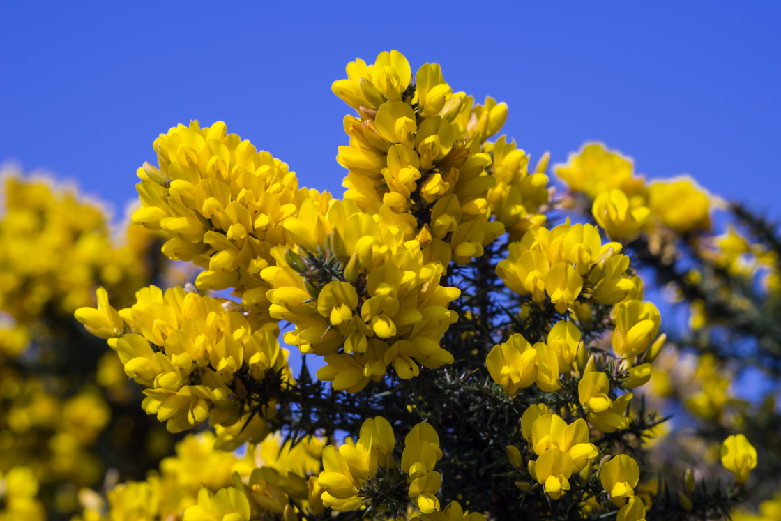 "Yellow Gorse Flowers" by Gordon England - $12.55 "Yellow Gorse Flowers" stock image